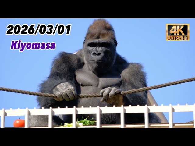 Kiyomasa and Ai climb to the top of the tower！2026/03/01 Sunday