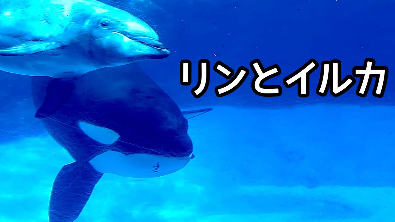 シャチのリンちゃん イルカとなかよく泳いでいます【名古屋港水族館