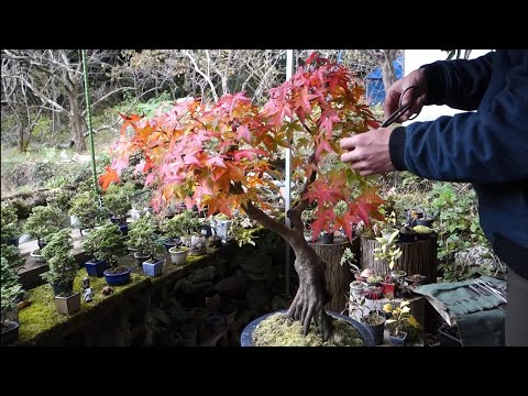 Bonsai diary】 野菜畑の片隅で育てたイロハモミジ（経過報告‐秋