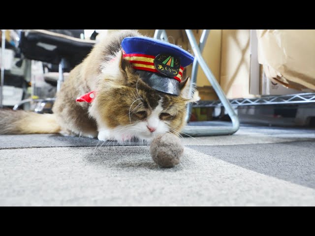 69 驚きのおもちゃだにゃ！「ふにゃ～り日和」 - YouTube