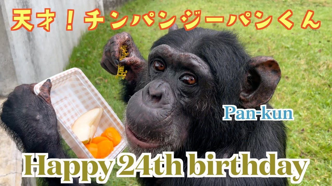 Genius! Chimpanzee Pan-kun has an amazing memory! Do you remember