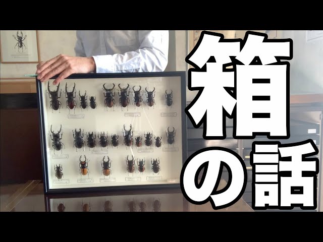 昆虫標本箱の話【クワガタムシ】Talk about Insect specimen boxes