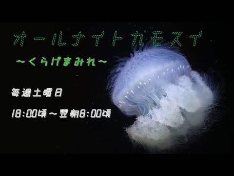 オールナイトカモスイ ～くらげまみれ～ #235 ミノクラゲ - YouTube