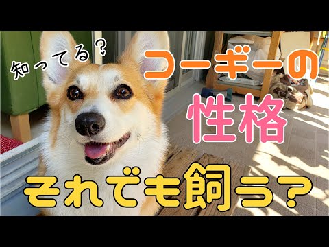 コーギーと仲間たち - YouTube