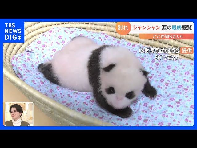 上野動物園のパンダ「シャンシャン」 涙の最終観覧 今後、中国でどんな