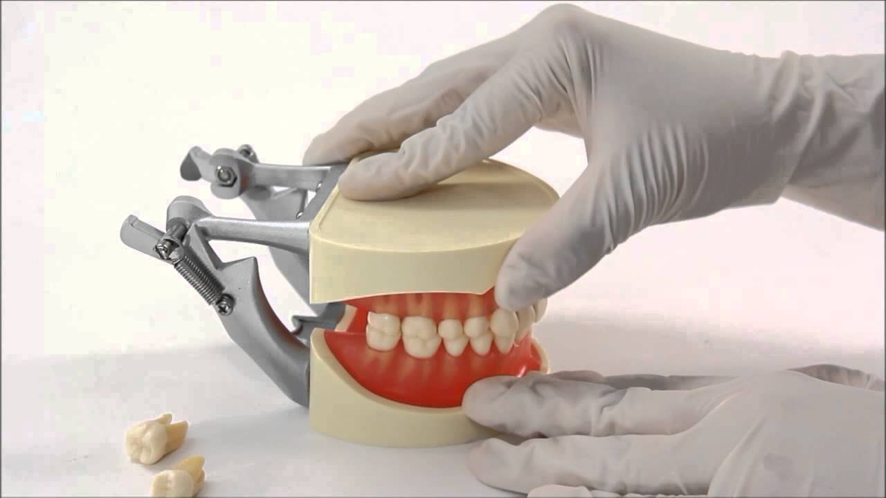 複製歯牙着脱顎模型[ANA3003-UL-JCP-D-28] - YouTube