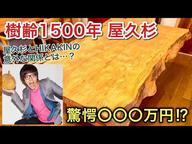 屋久杉特集①】 樹齢1500年の屋久杉一枚板テーブル/気になる驚愕のお