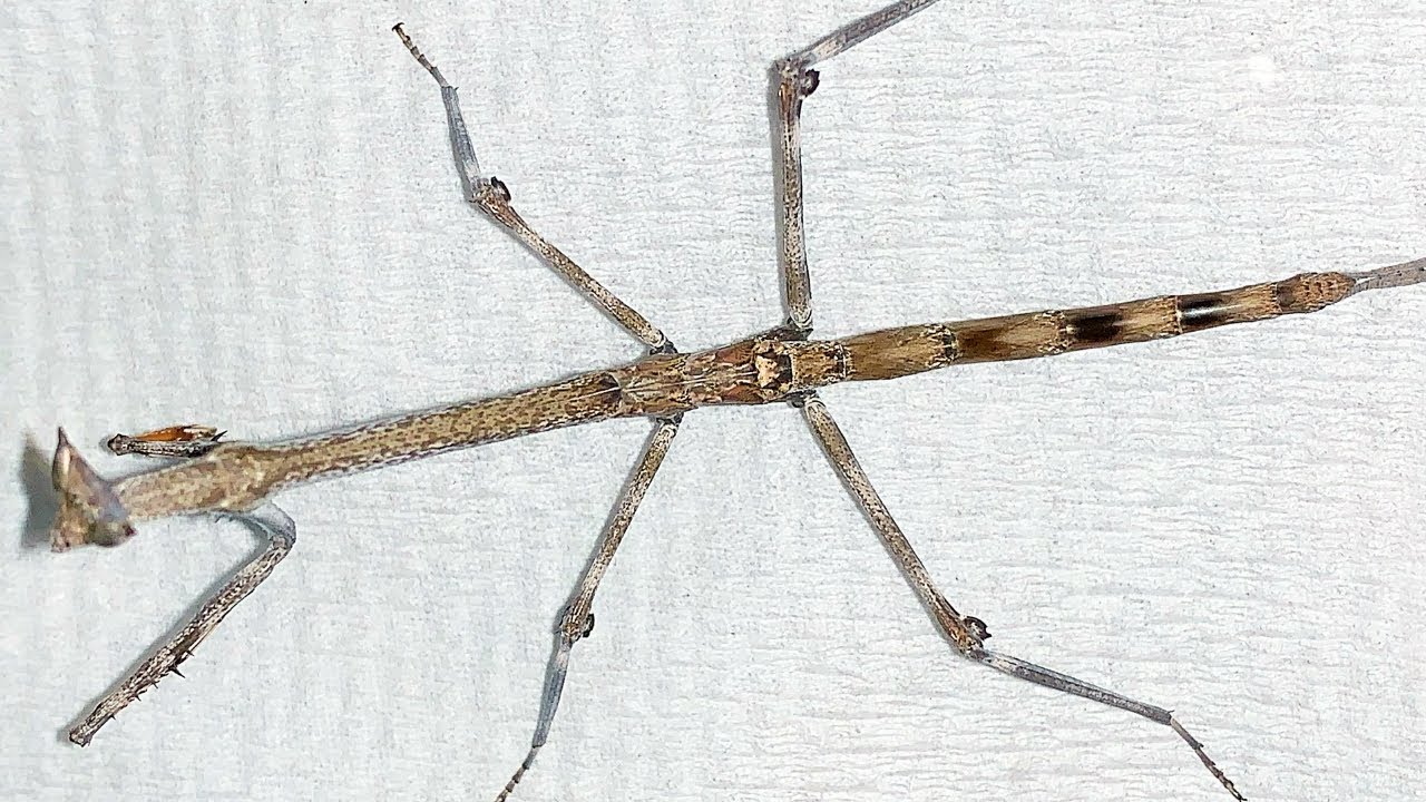 日本最大種を超える巨大カマキリがやばすぎた！！！ - YouTube