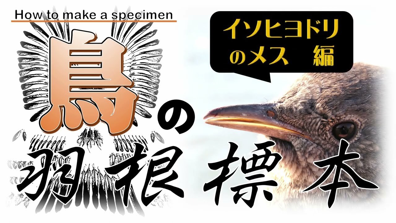 鳥の羽根標本のつくり方（イソヒヨドリのメス編） - YouTube