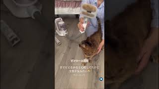 ペットグルーミング(NT01) | ニトリネット【公式】 家具・インテリア通販