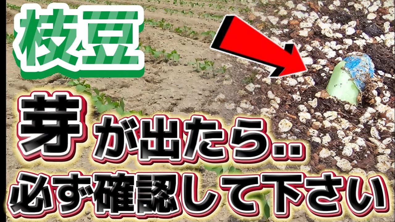 Edamame] Here's where you can tell if they'll grow! We'll tell you