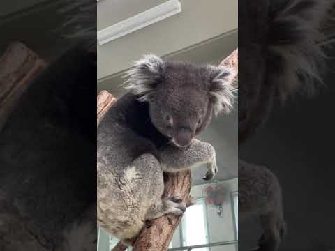 縦動画】コアラの体重測定に密着！ - YouTube