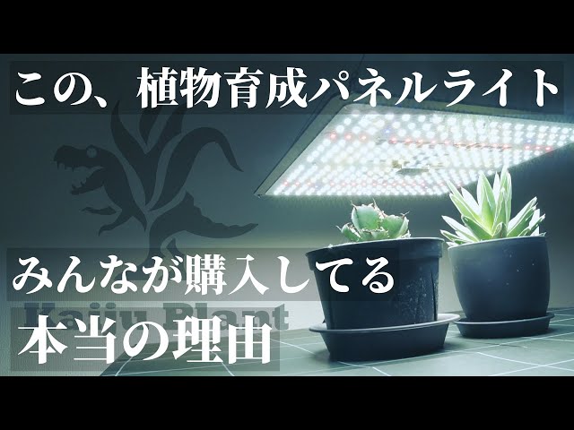 超おすすめ】まるで太陽！植物育成用LEDパネルライト「怪獣フレア301