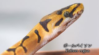 New snake, growing rapidly♪ [Ball python] - YouTube