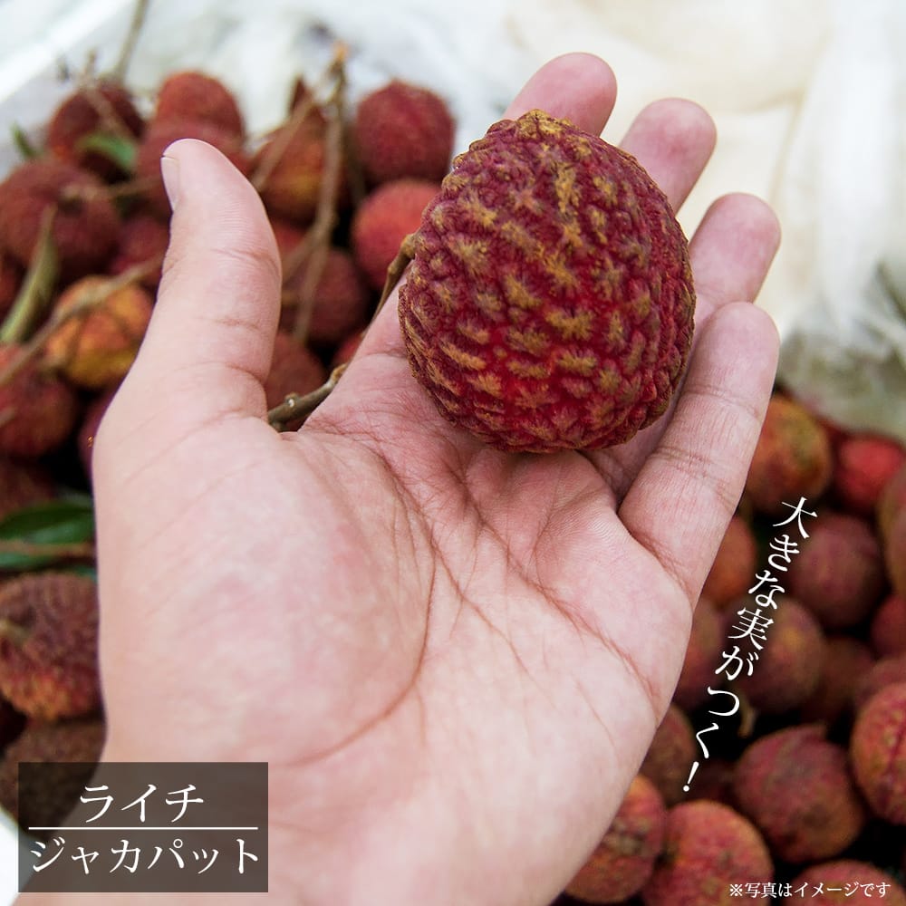 ジャカパット レイシ・ライチ の特徴と育て方 中尺苗(110～120cm