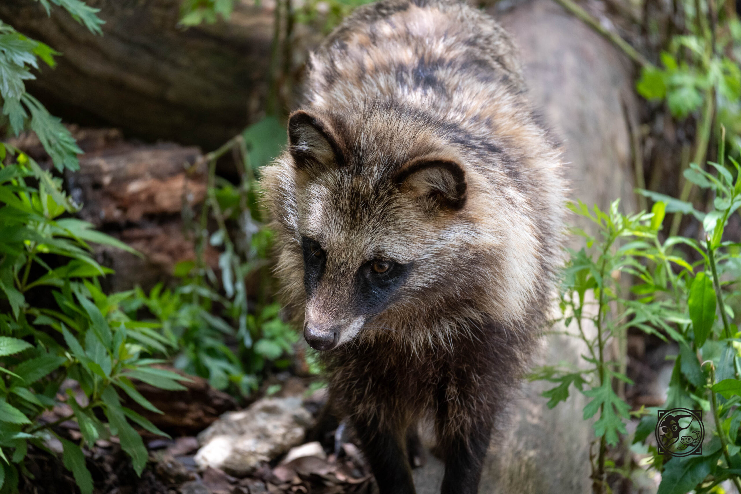 仕事休んでZ30とNIKKOR Z DX 50-250mm f/4.5-6.3 VRを持って東山動