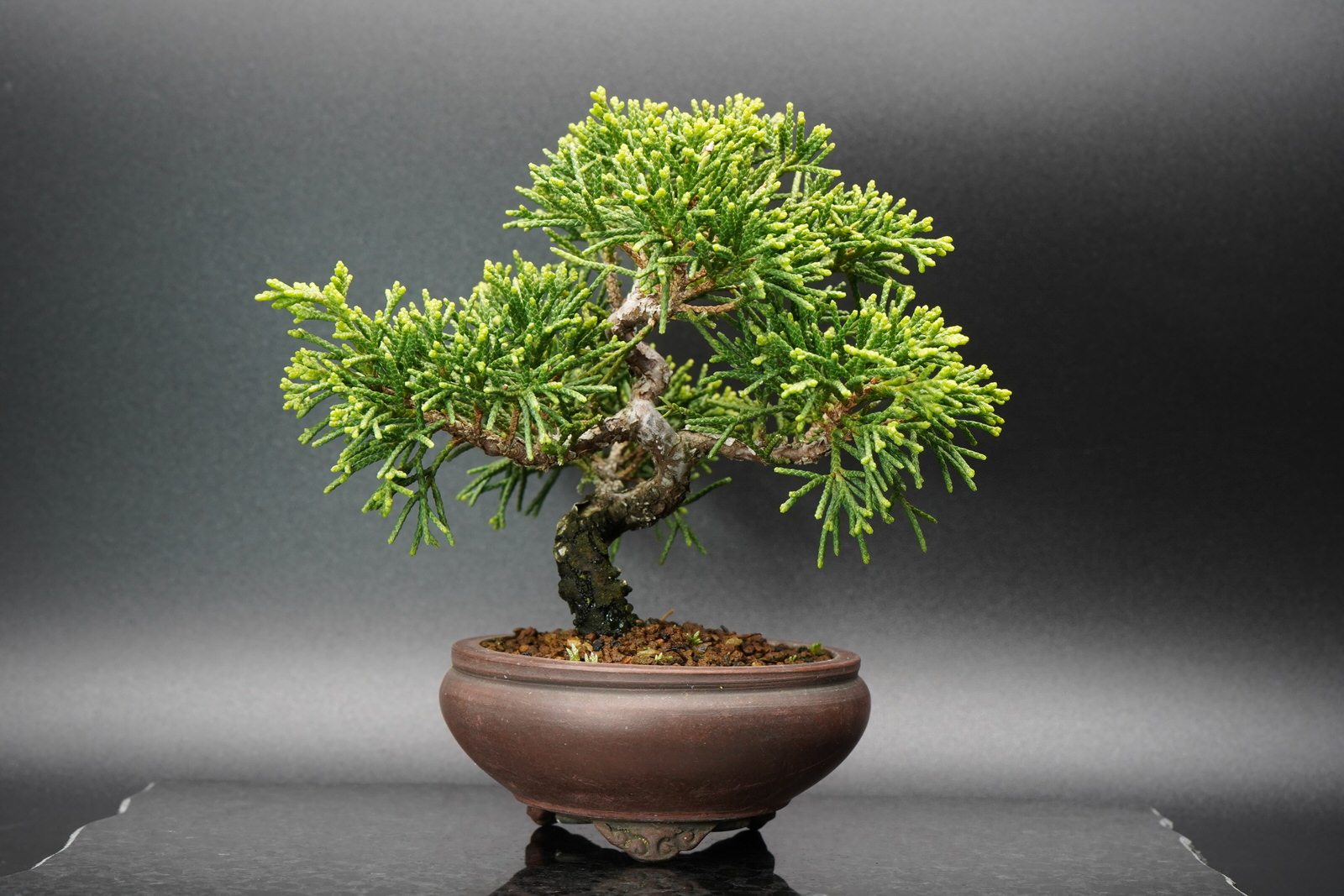 糸魚川真柏 - 山と盆栽