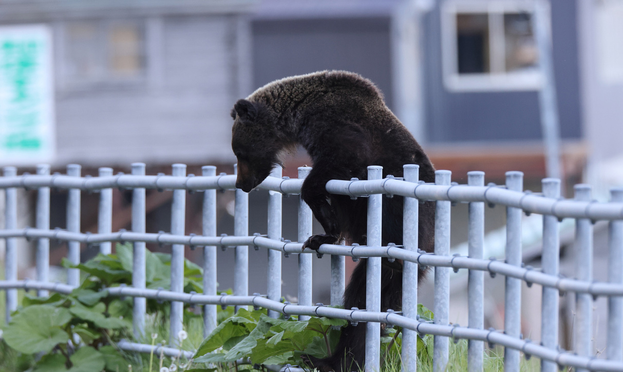 なぜヒグマ駆除が「日当8500円」なのか 背景に、働く人の責任感に甘え