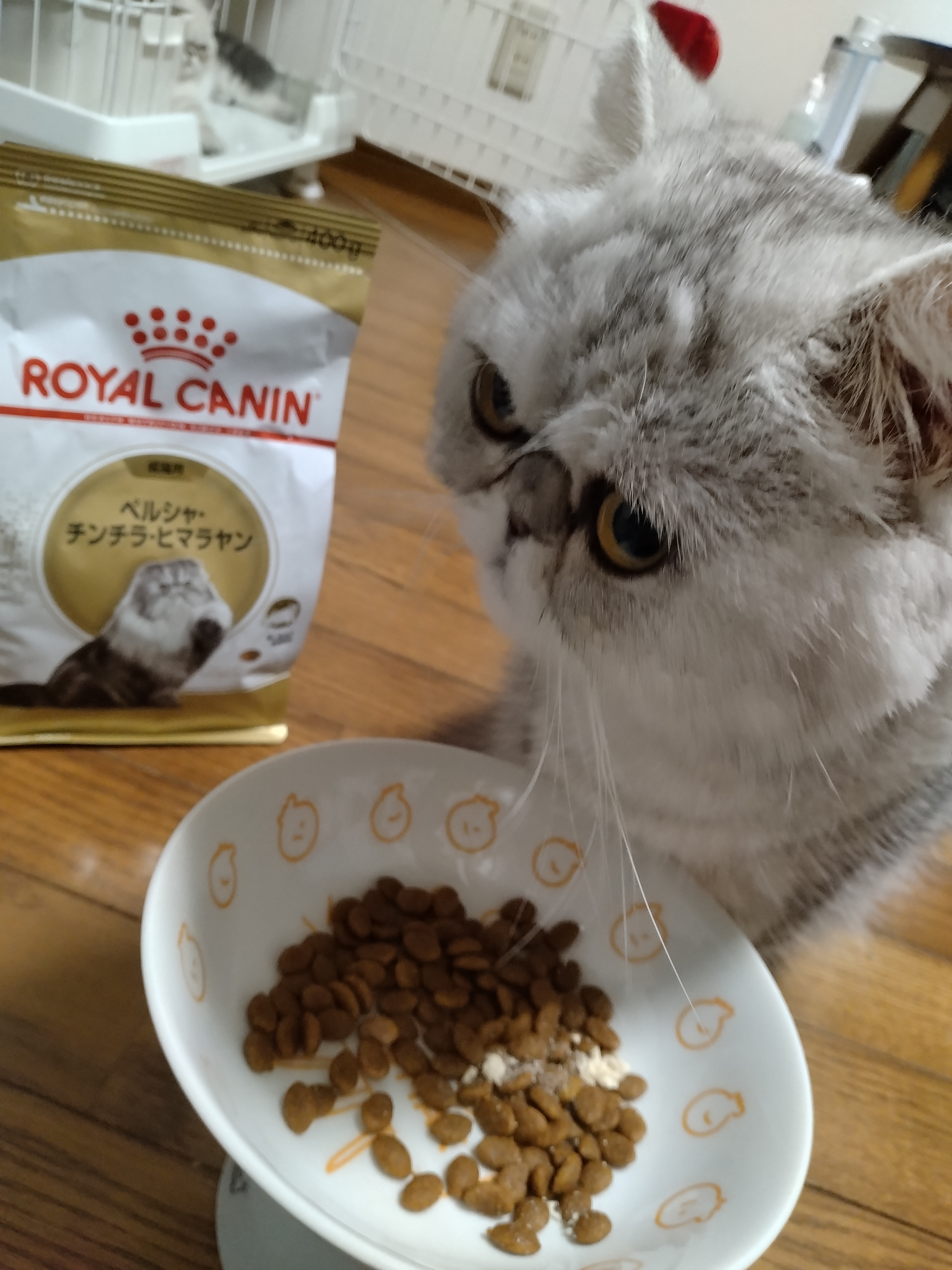 口コミ・レビュー｜ロイヤルカナン ペルシャ・チンチラ・ヒマラヤン 成