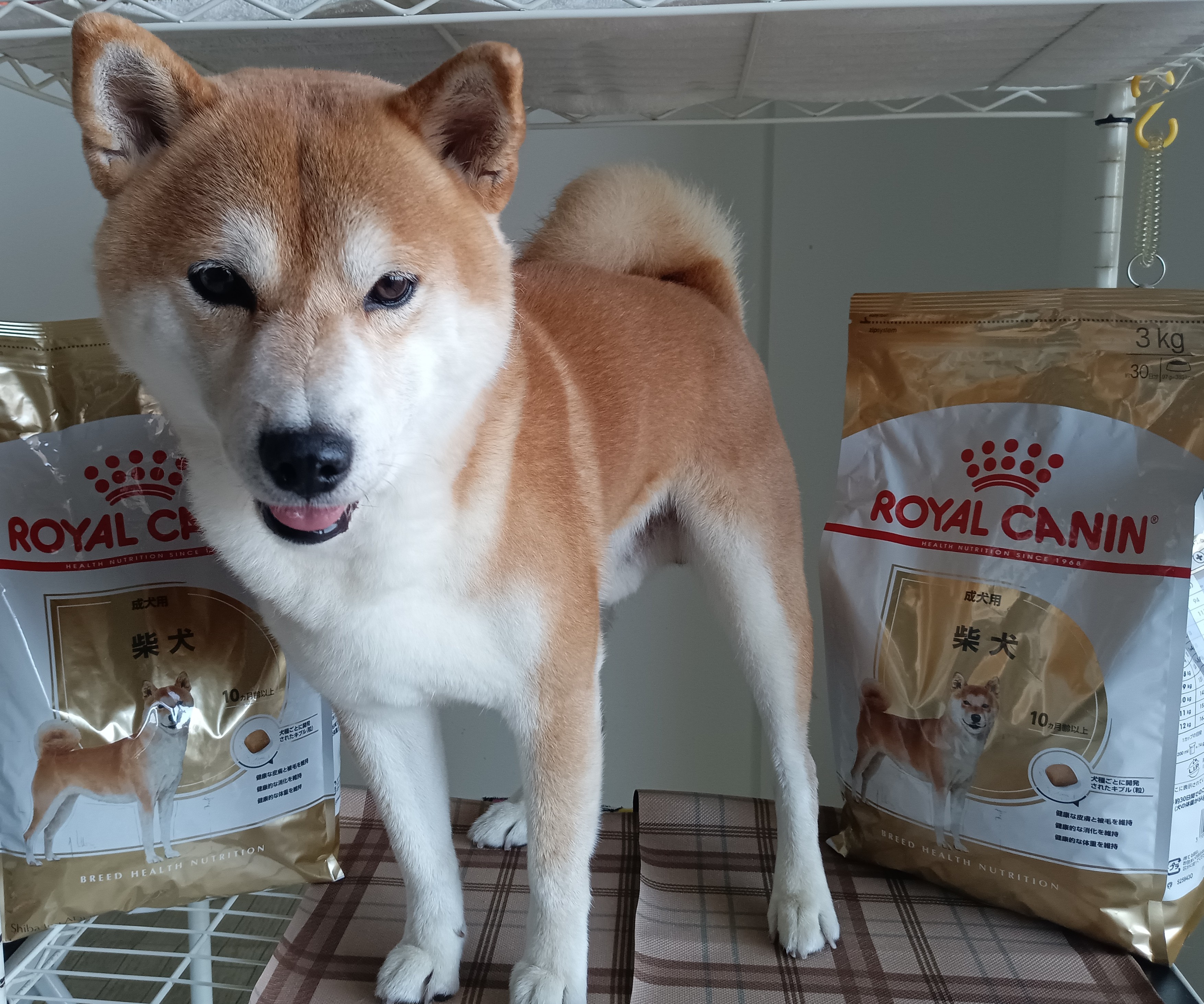 口コミ・レビュー｜ロイヤルカナン 柴犬 成犬用（ドッグフード）｜ 犬