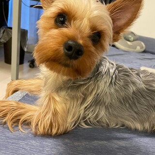 ヨークシャー・テリアMIX × 東京都が募集対象」保護犬の里親募集情報