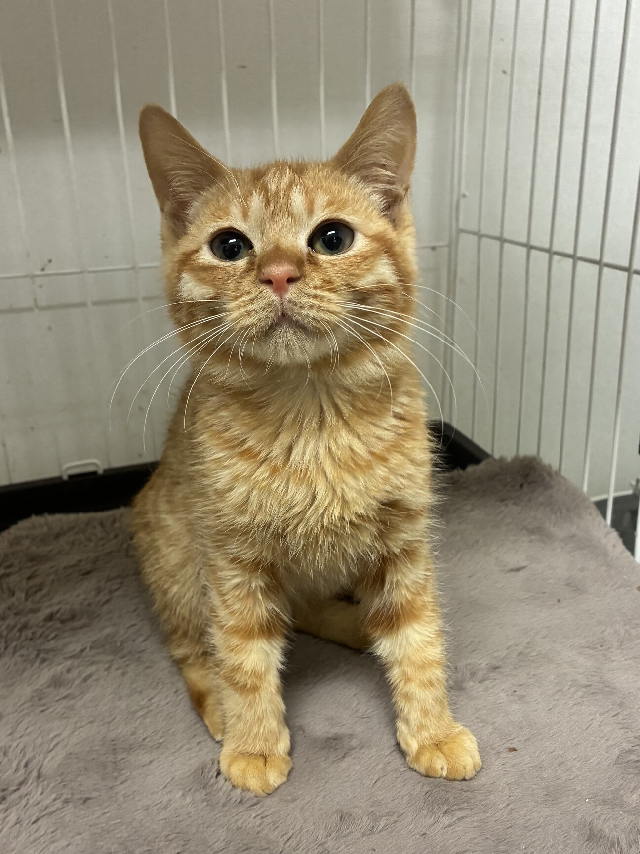 茶トラ のんたん 男の子」愛知県 - 猫の里親募集(533842) :: ペットの