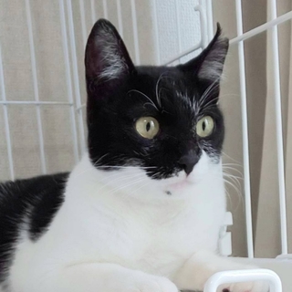 2/16東銀座】トット」東京都 - 猫の里親募集(269544) :: ペットの