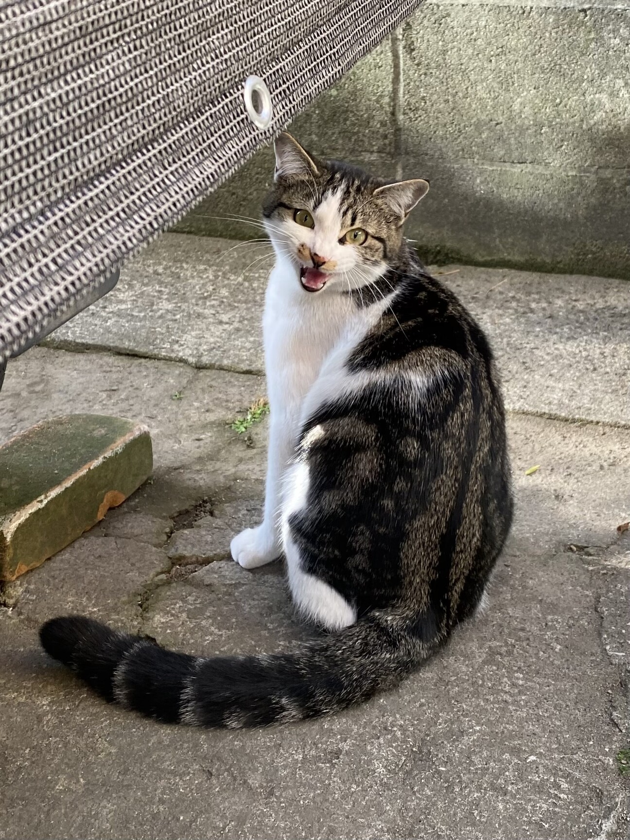 推定7ヶ月のオス猫 やんちゃ」鹿児島県 - 猫の里親募集(477265) 1枚目