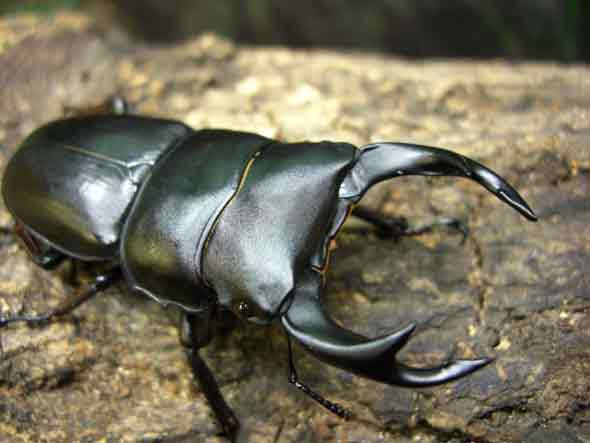 山梨県産オオクワガタ（旧明野村）の販売 | モンスター