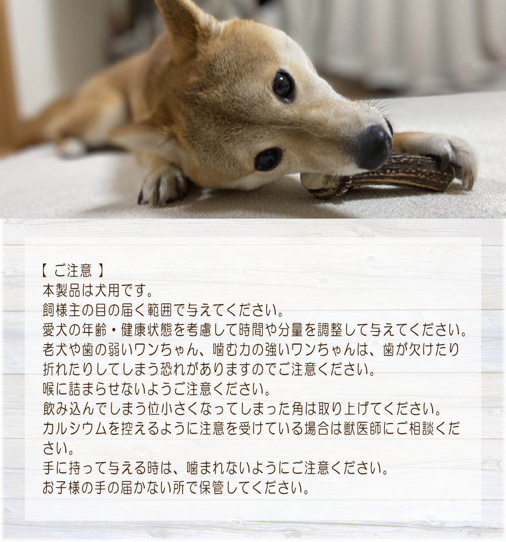 鹿の角 大1本入り | 霧島ジビエ＜公式＞