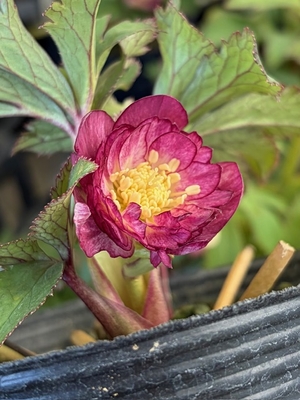 大木ナーサリーさんのクリスマスローズ | グリーンホビー