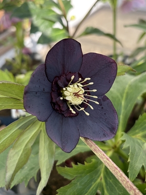 野田園芸さんのクリスマスローズ | グリーンホビー