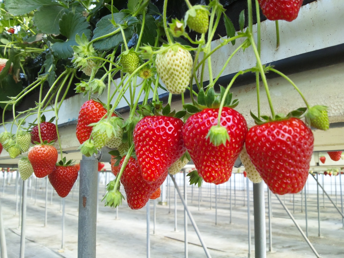 いちご(15個入り） | 磯山観光いちご園