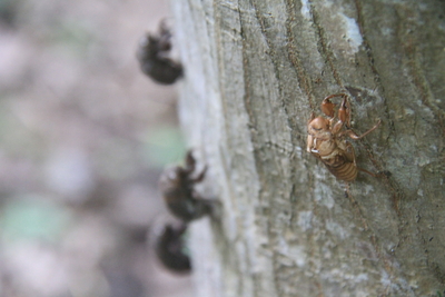 Product}｜{SubCategory}｜{Category}｜{ShopName}ネット通販 | 自然生活