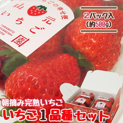 朝摘み完熟いちご 2品種食べ比べセット 250g×2パック | 山元いちご