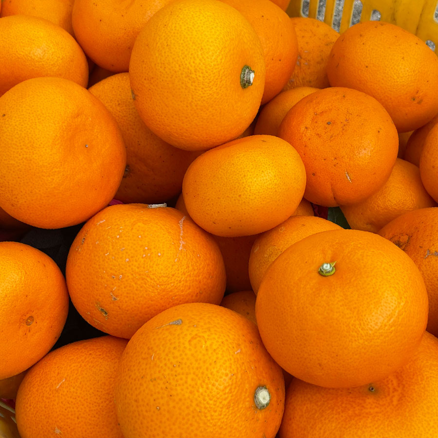 愛媛県産 せとか みかん C品5Kg 農家直送 ご家庭用 大三島産 福本農園