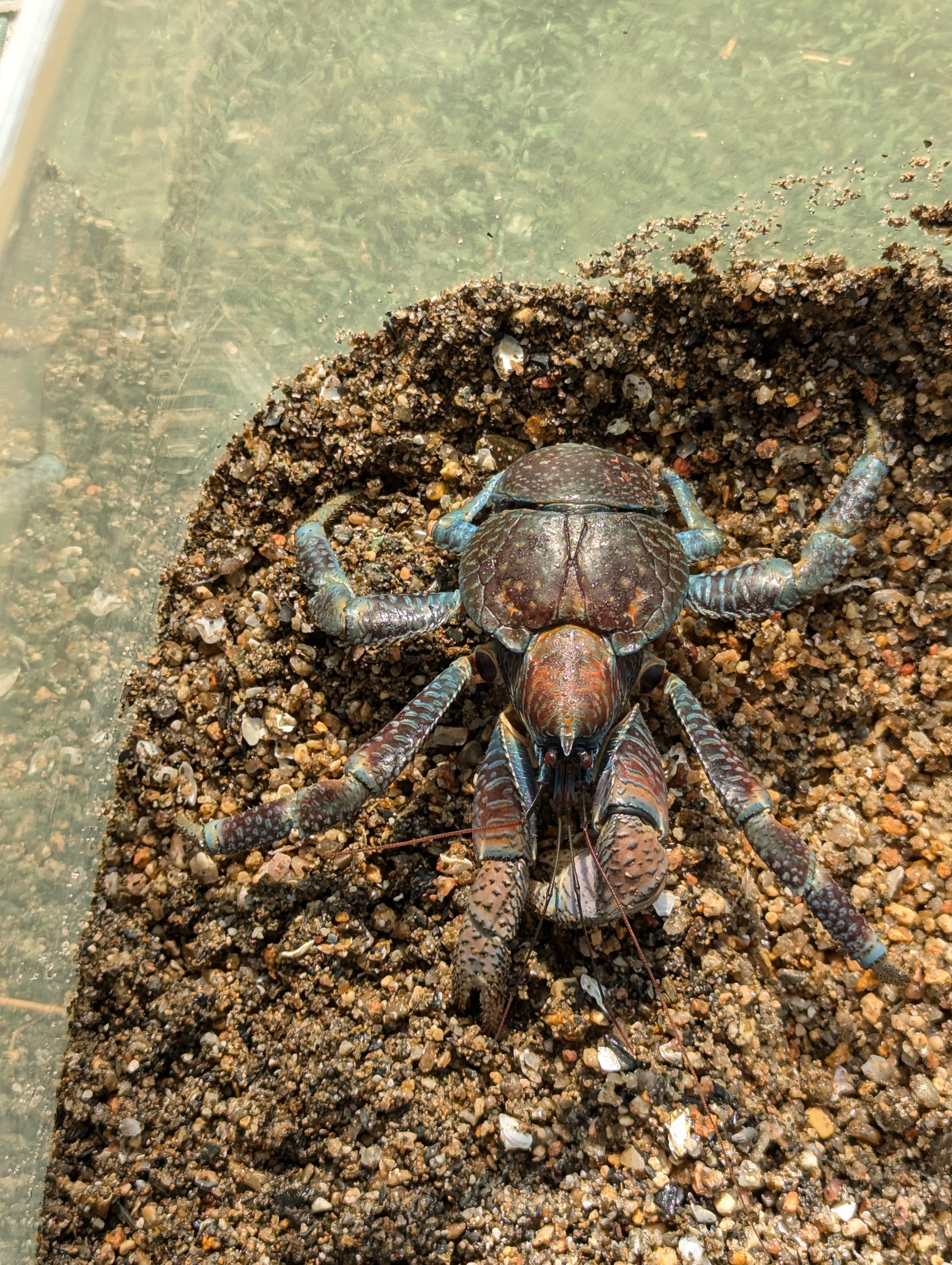 ☆OKATAN☆ヤシガニ | OKATAN（本店）