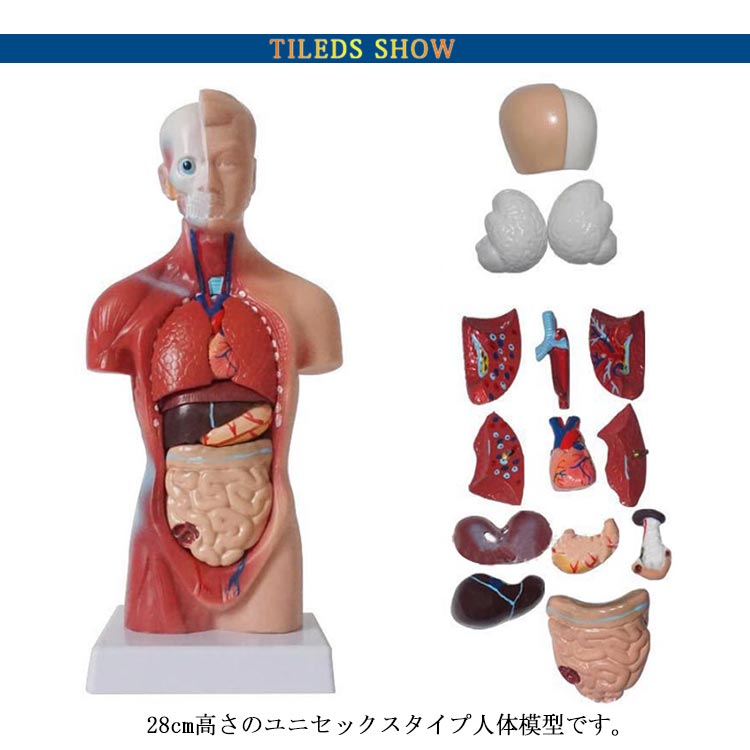 楽天市場】人体模型 内臓模型 15パーツ 28cm 内臓人体模型 人体解剖