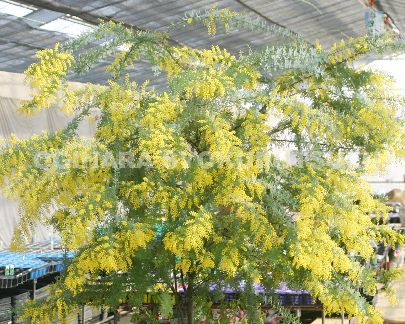 千葉県 ミモザ 銀葉アカシア ロングサイズ - ミモザ（銀葉アカシア