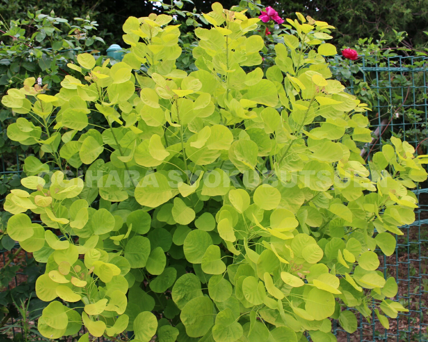 楽天市場】スモークツリー 'ゴールデン レディ'(PVP) : おぎはら植物園