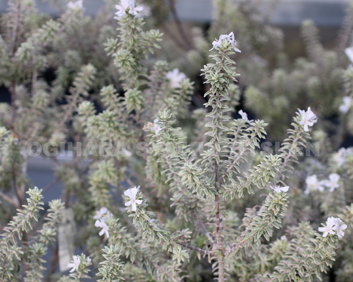 楽天市場】ウエストリンギア 'スモーキー' : おぎはら植物園