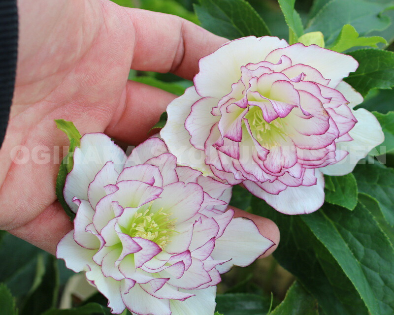 楽天市場】クリスマスローズ 多弁ダブル ホワイト ピコティ系 大苗