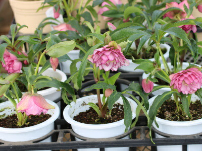 楽天市場】クリスマスローズ 多弁ダブル ピンク ピコティ系 大苗 : お