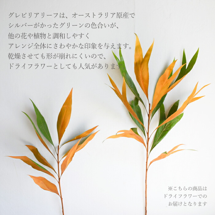 楽天市場】【単品ドライフラワー】グレビリアゴールド グレビリア