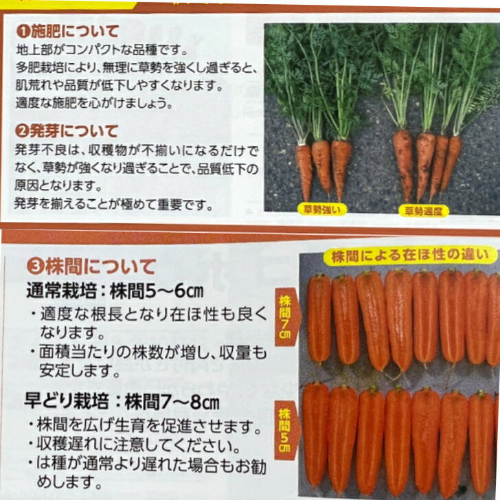 楽天市場】ニンジン 種 アロマレッド 【コート 約2000粒】 トーホク 種