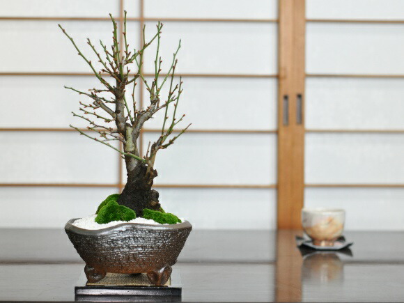 楽天市場】盆栽 野梅 白梅 梅 やばい ギフト プレゼント ラッピング