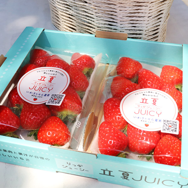 朝採り 完熟 いちご 【青森県産いちご 立夏JUICY 240g以上×2パック