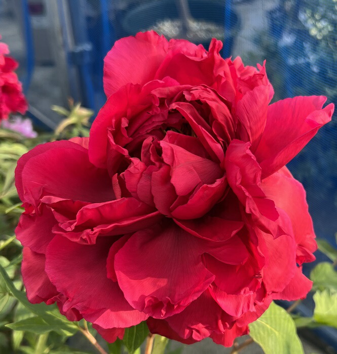 楽天市場】ボタン(牡丹) 苗木 島津紅（シマヅベニ）7号 : 千草園芸