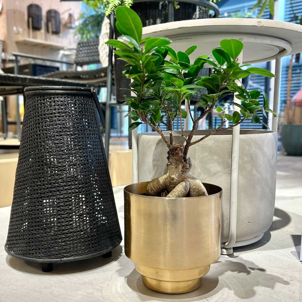 楽天市場】CLOVER(クローバー) アルミプランター ゴールド Φ22.5 5号 6