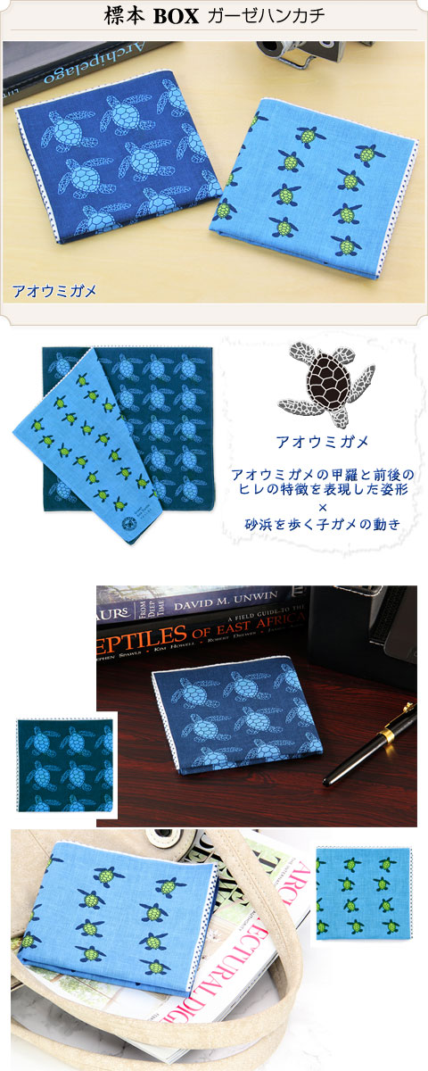 楽天市場】【動物柄 生物柄 ガーゼハンカチ 標本BOX アオウミガメ